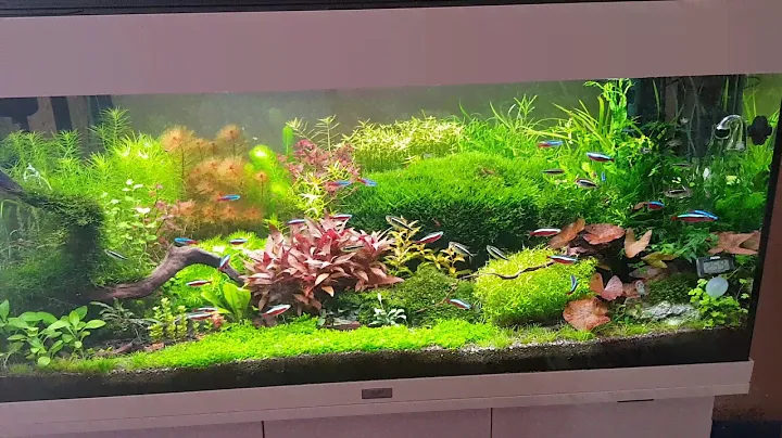 Juwel rio 180